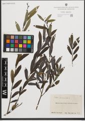Foto von Salix purpurea L.
